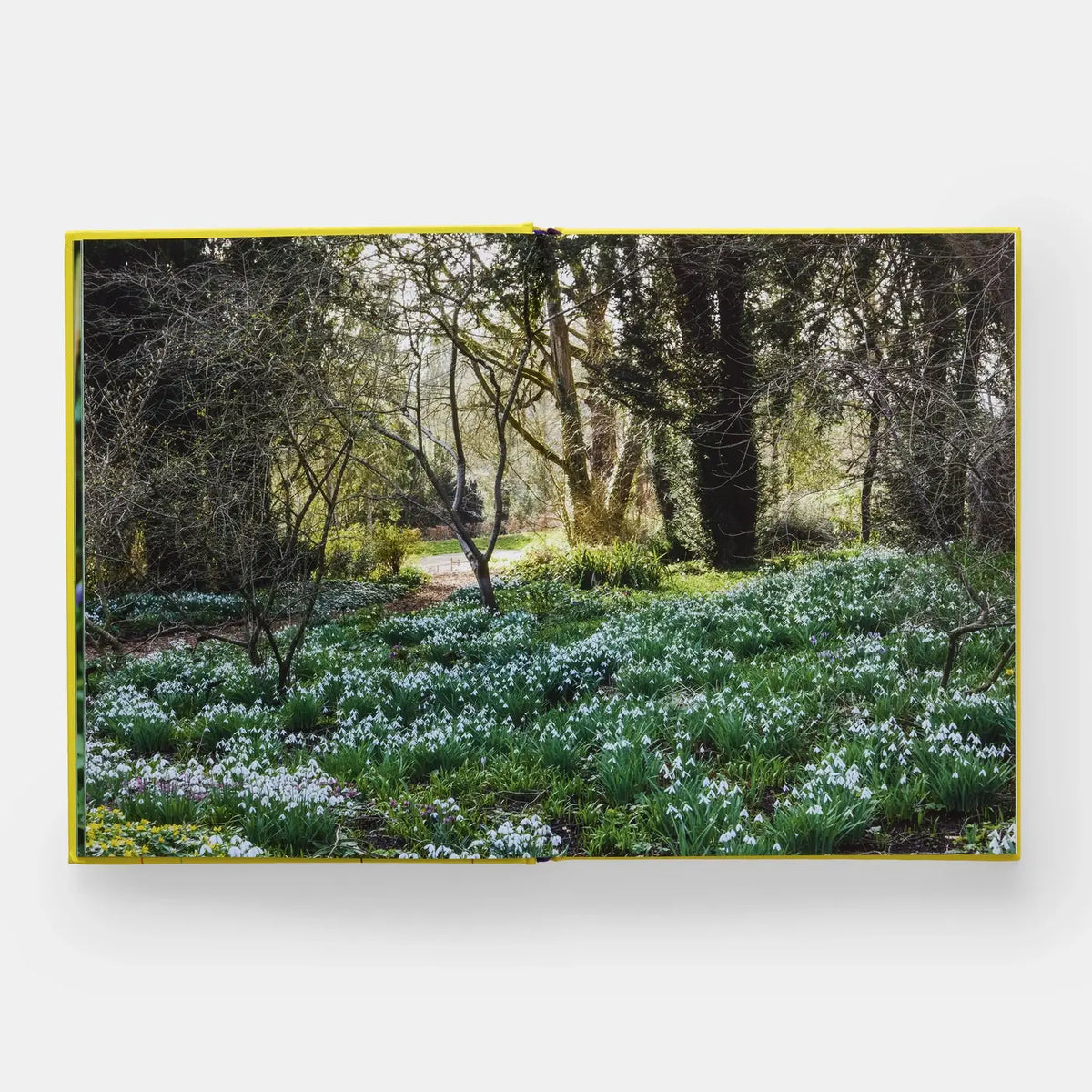 A Year In Bloom: Flowering Bulbs For Every Season (2024)