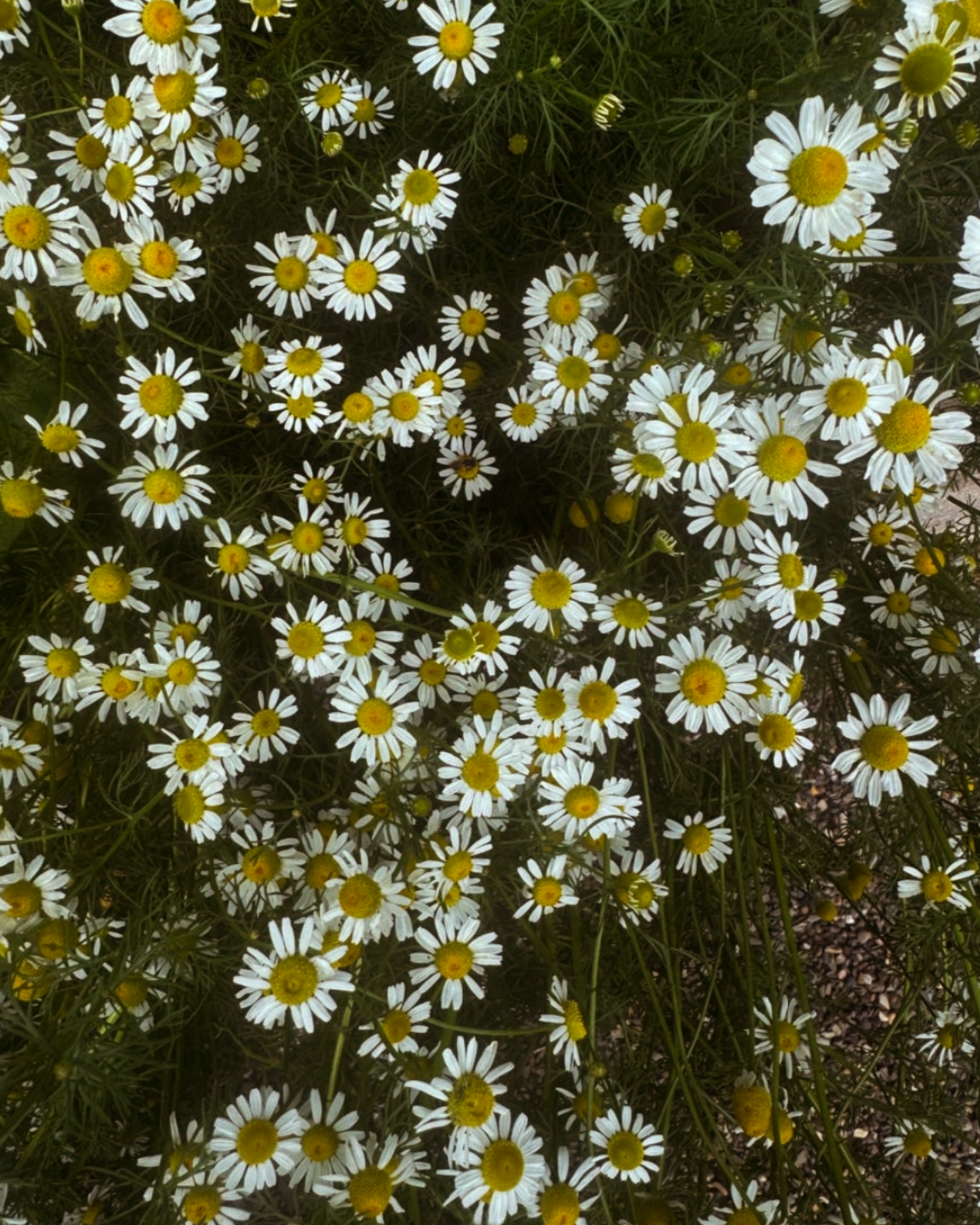 The Quiet Botanist Golden Hour chamomile soap