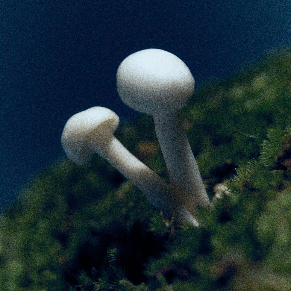 White mushrooms on moss, a note in Moonrise in a Forest