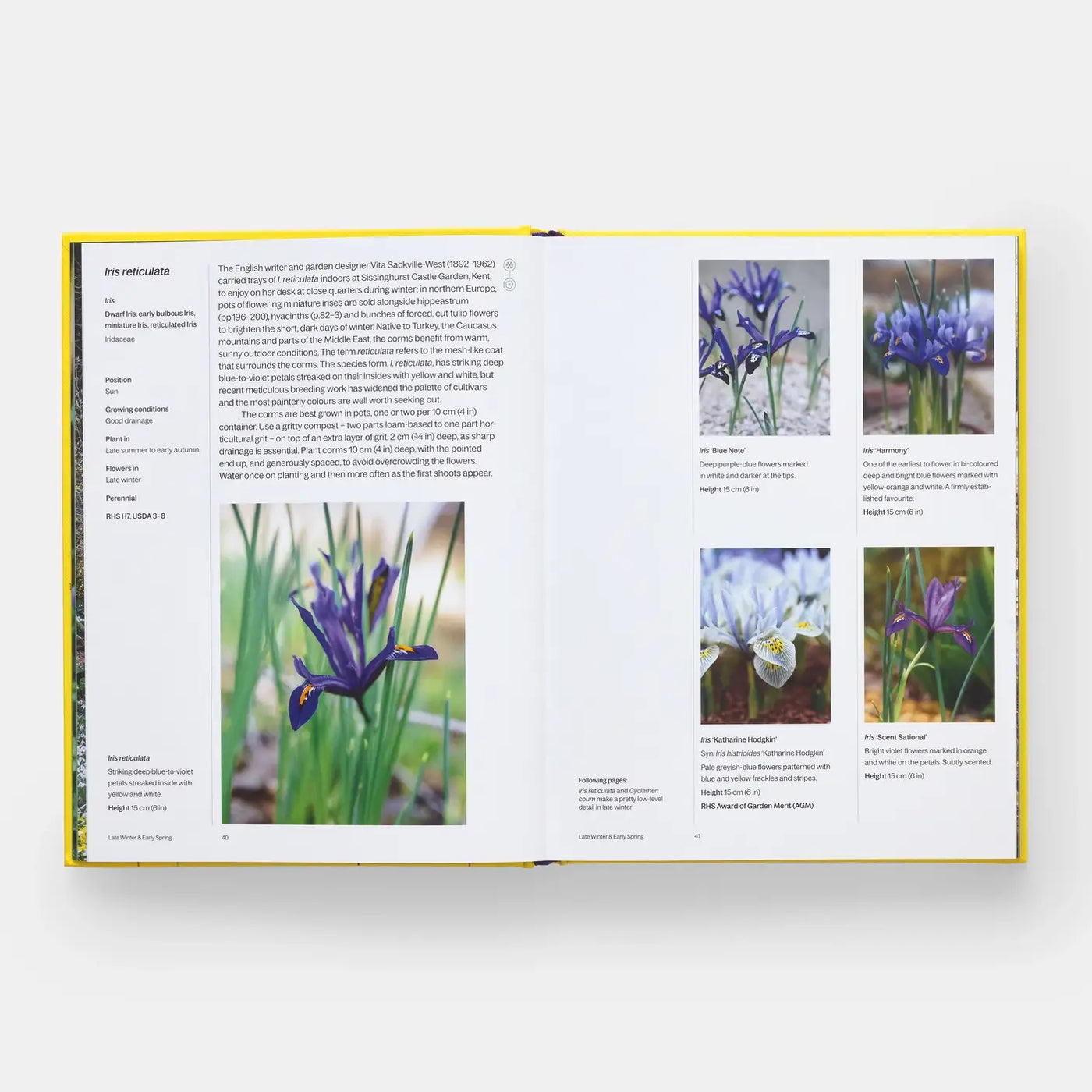 A Year In Bloom: Flowering Bulbs For Every Season (2024)
