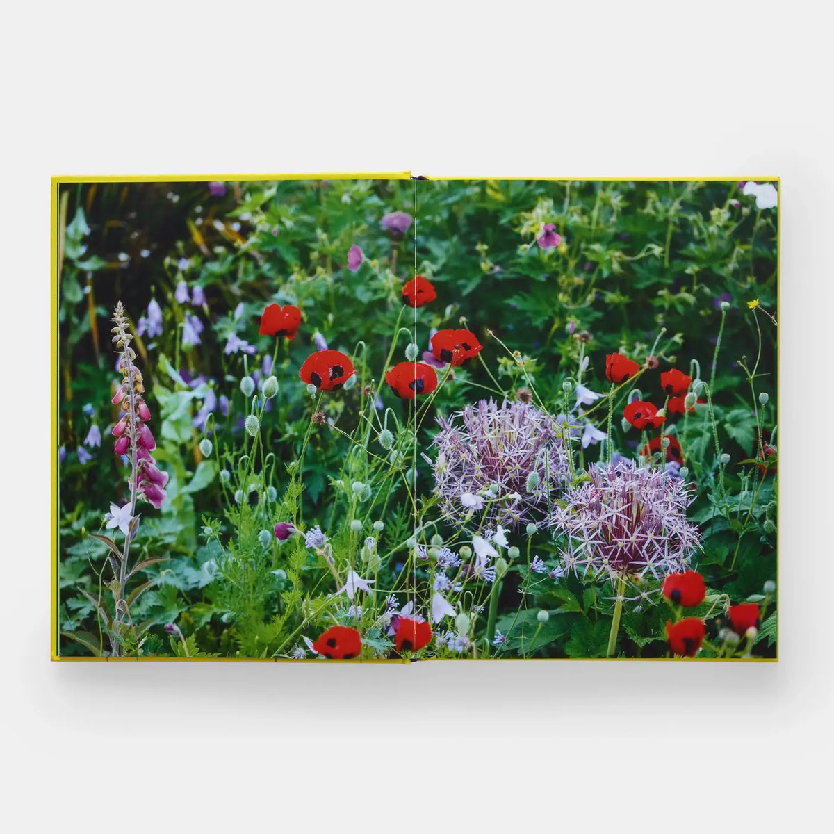 A Year In Bloom: Flowering Bulbs For Every Season (2024)