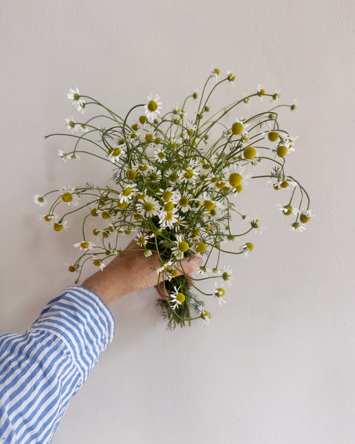 The Quiet Botanist Golden Hour chamomile soap