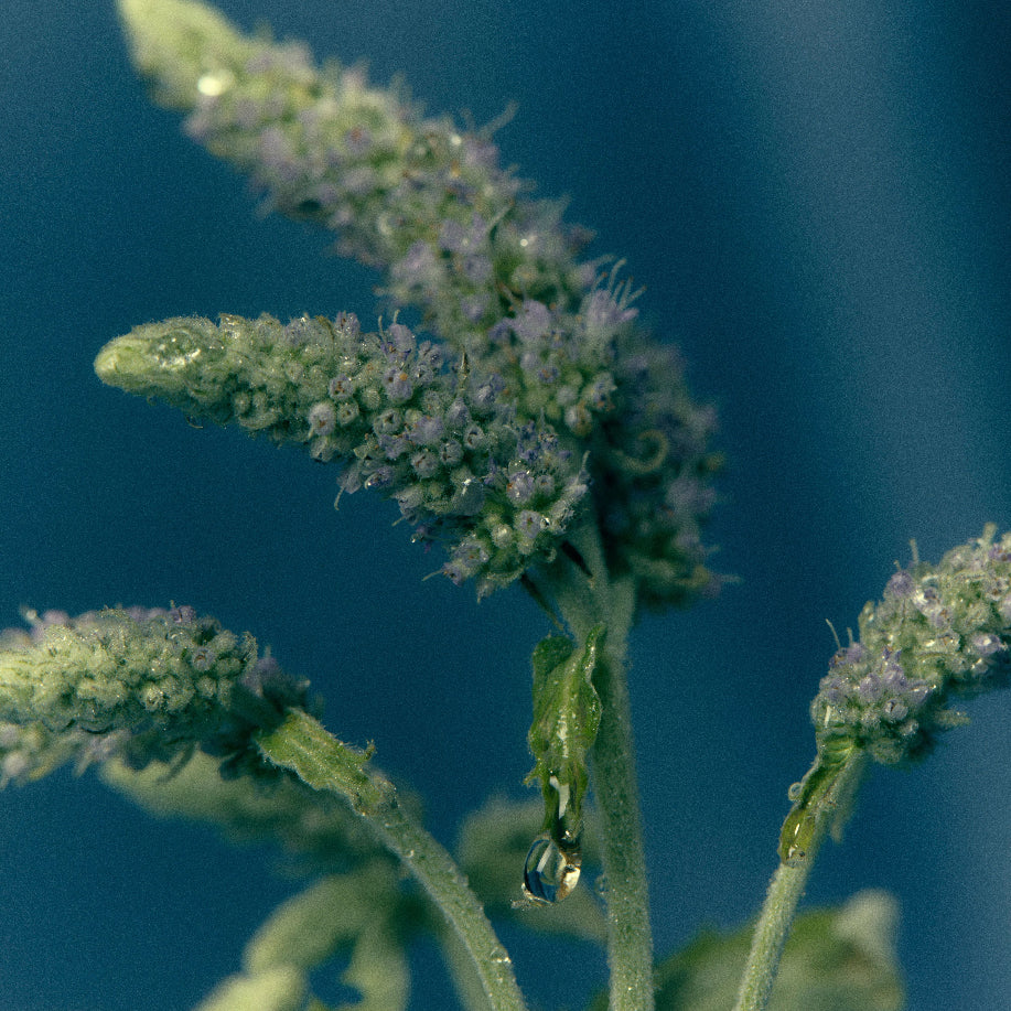 Flowering herbs, notes in Cloud Gazer
