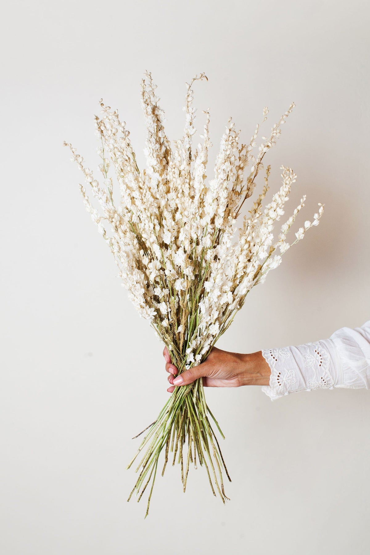 Dried cream larkspur